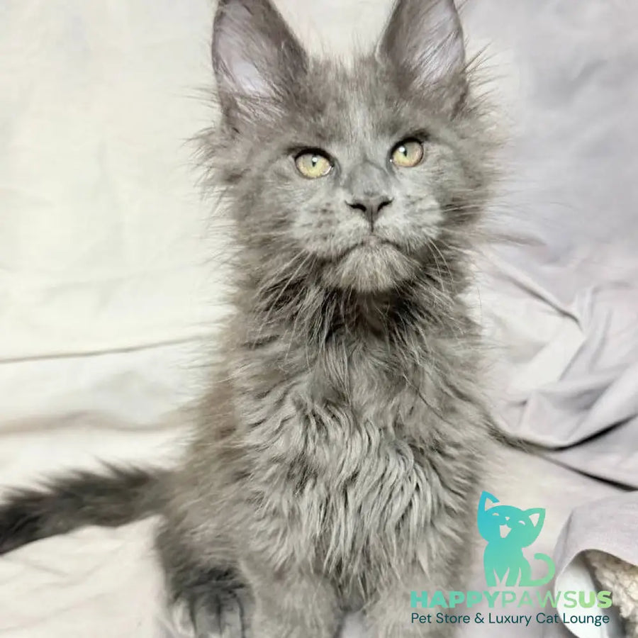 Imany Maine Coon polydactyl 5x5x6x6 female blue silver - live animals