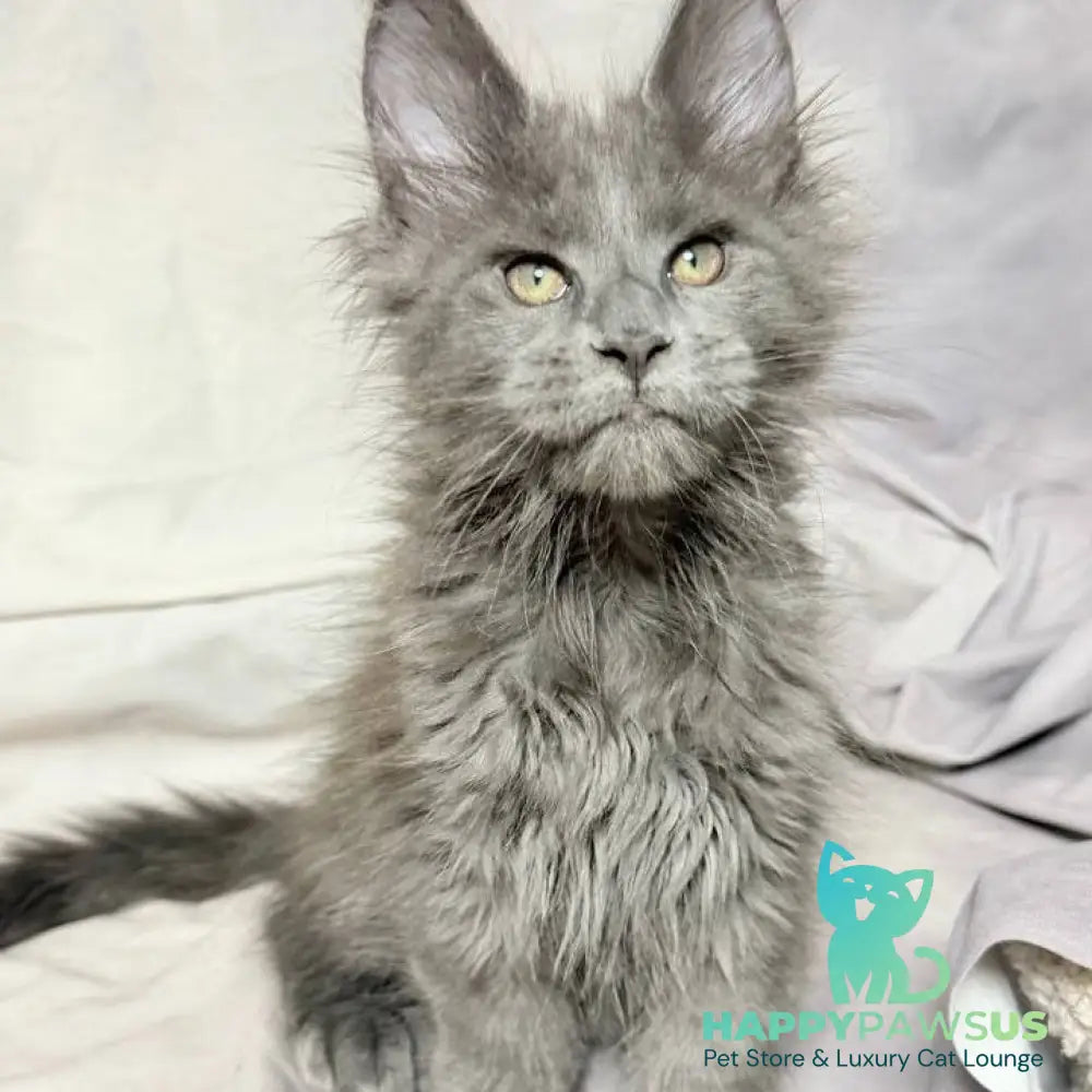 Imany Maine Coon polydactyl 5x5x6x6 female blue silver - live animals