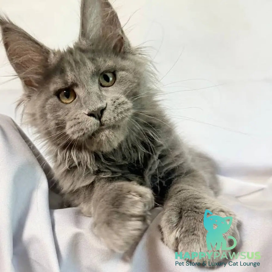 Imany Maine Coon polydactyl 5x5x6x6 female blue silver - live animals