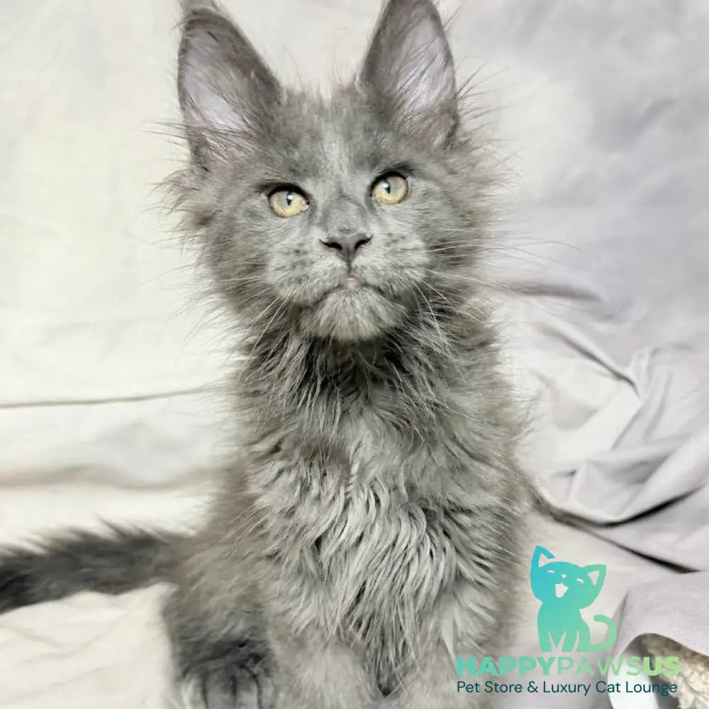 Imany Maine Coon polydactyl 5x5x6x6 female blue silver - live animals
