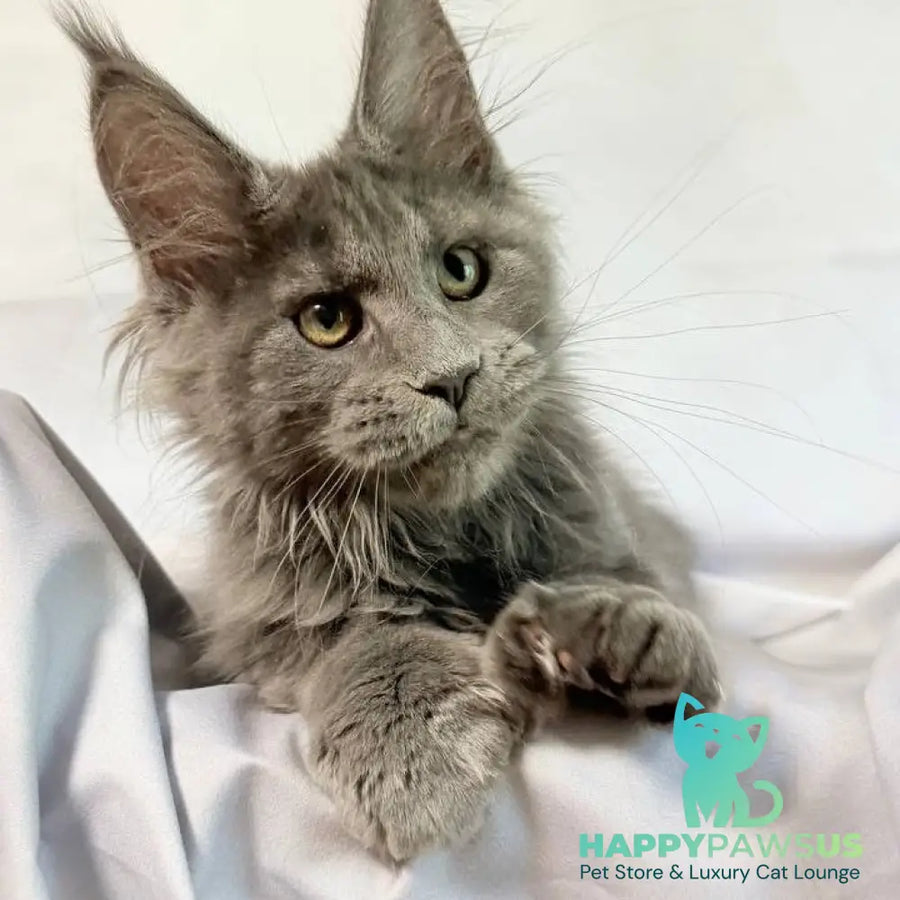 Imany Maine Coon polydactyl 5x5x6x6 female blue silver - live animals