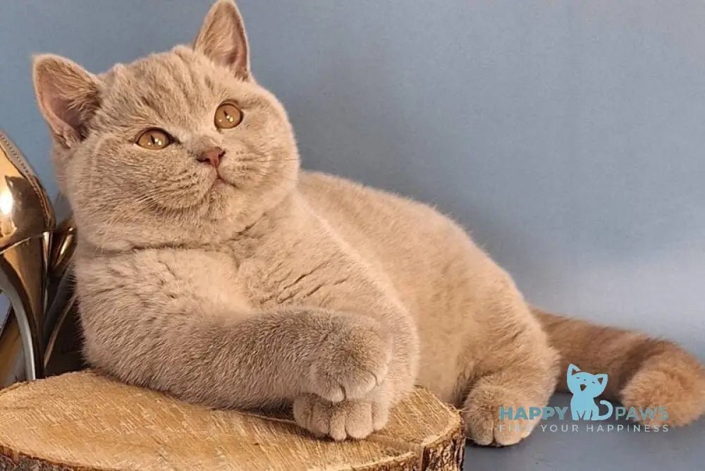 Imbir British Shorthair male lilac live animals