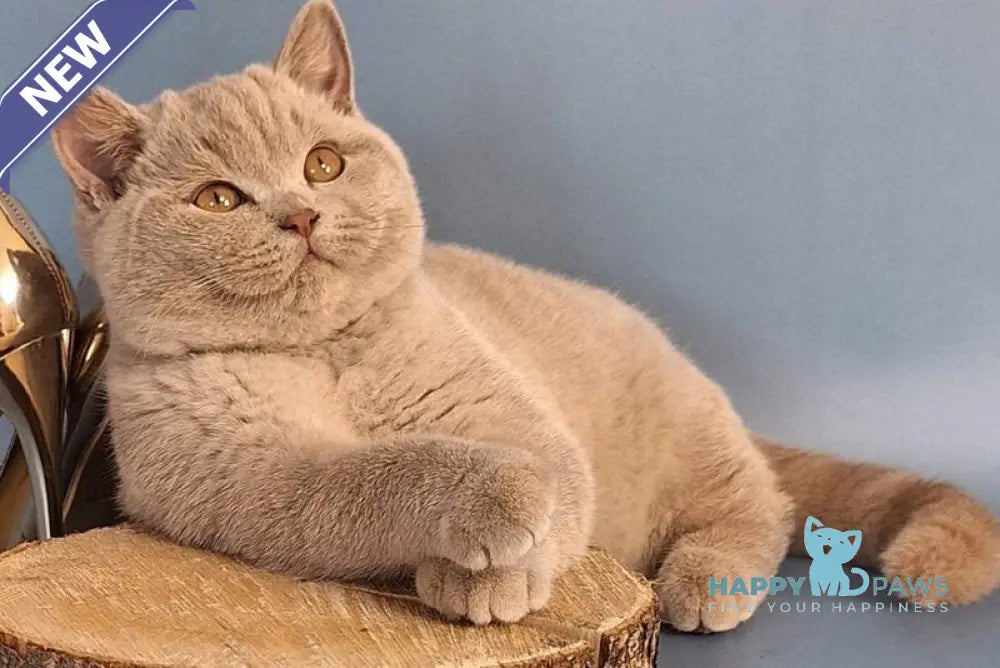 Imbir British Shorthair male lilac live animals