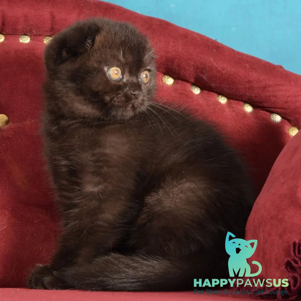 Imbir Scottish Fold male black - live animals