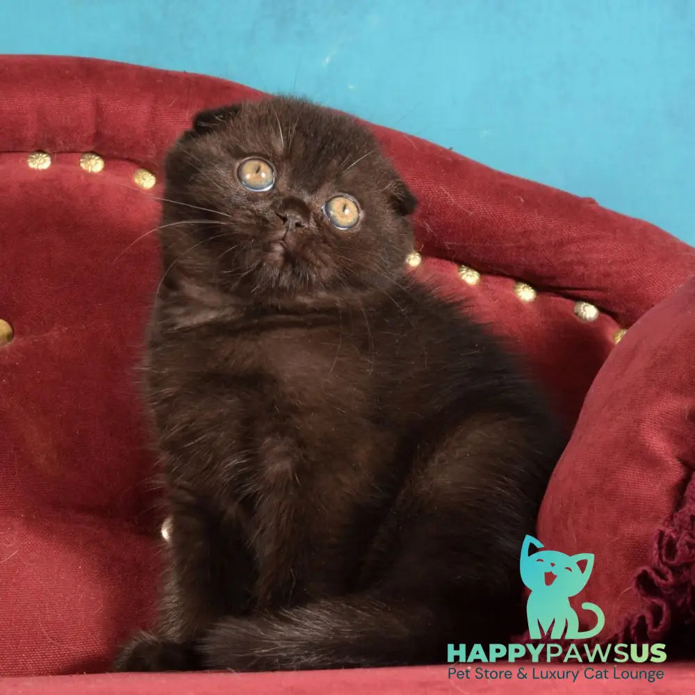 Imbir Scottish Fold male black - live animals