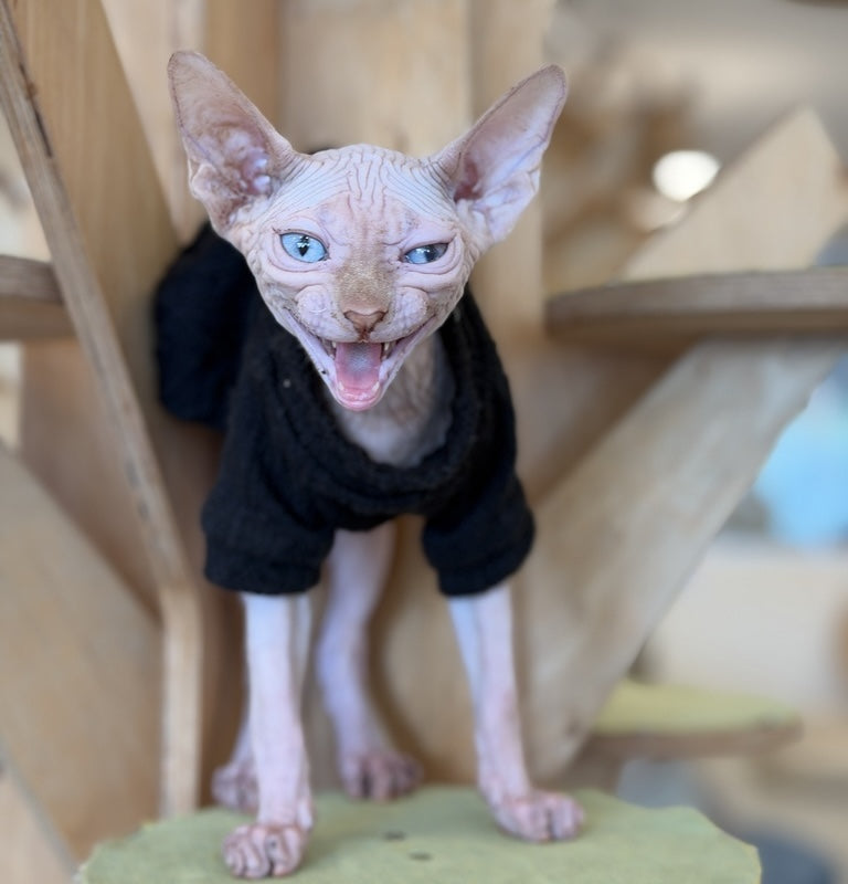 Milo Canadian Sphynx male, cream pointed