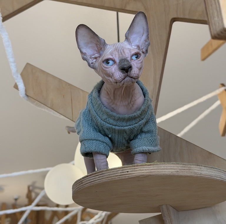 Mila Canadian Sphynx female, blue pointed