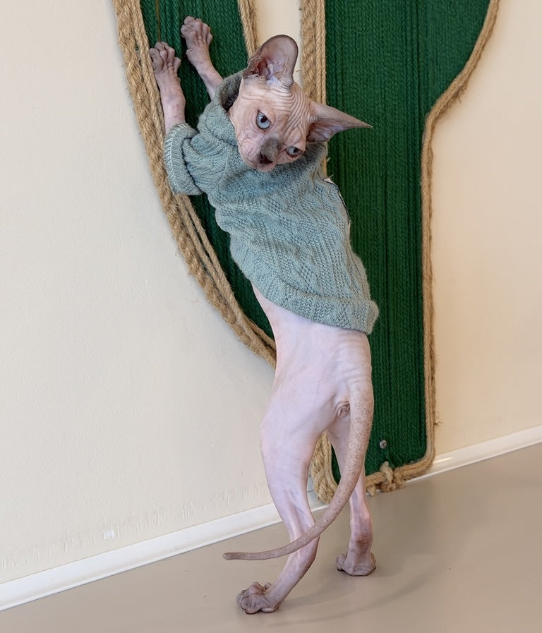 Mila Canadian Sphynx female, blue pointed