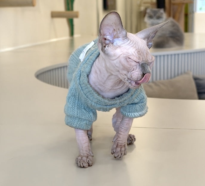 Mila Canadian Sphynx female, blue pointed