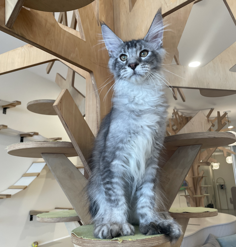 Diamond Maine Coon polydactyl male, black silver ticked tabby
