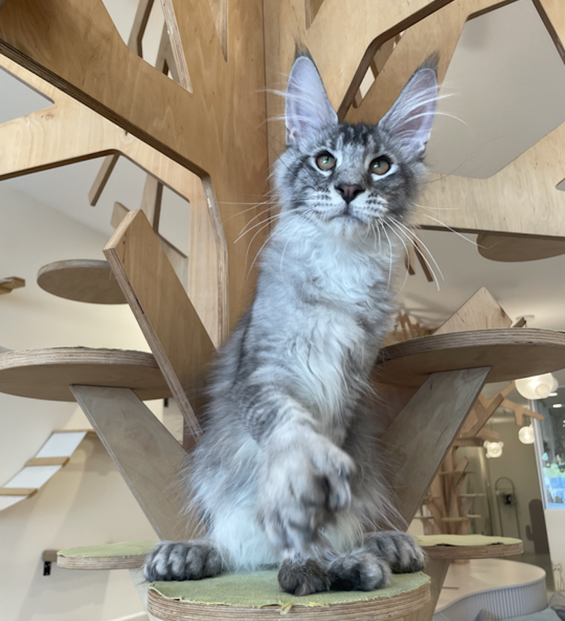 Diamond Maine Coon polydactyl male, black silver ticked tabby