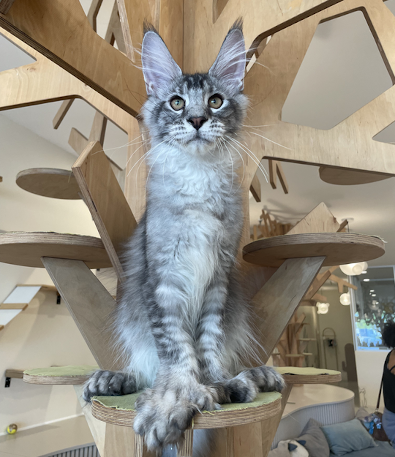 Diamond Maine Coon polydactyl male, black silver ticked tabby