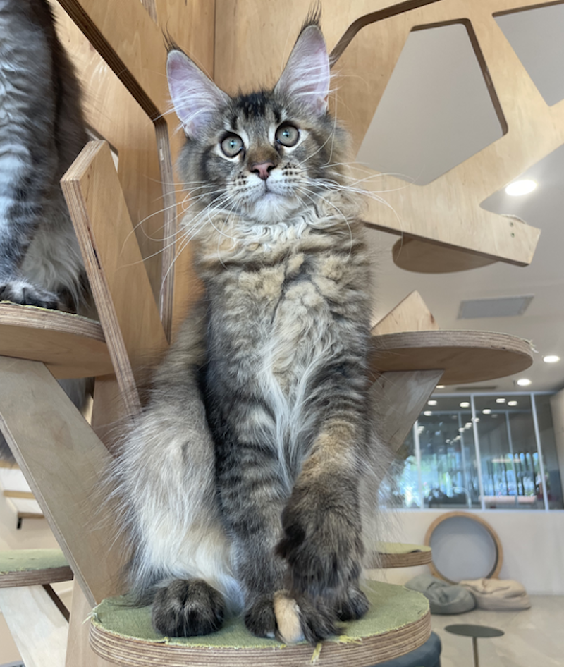 Diva Maine Coon female, tortie ticked tabby