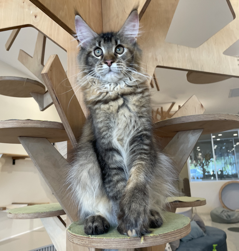 Diva Maine Coon female, tortie ticked tabby