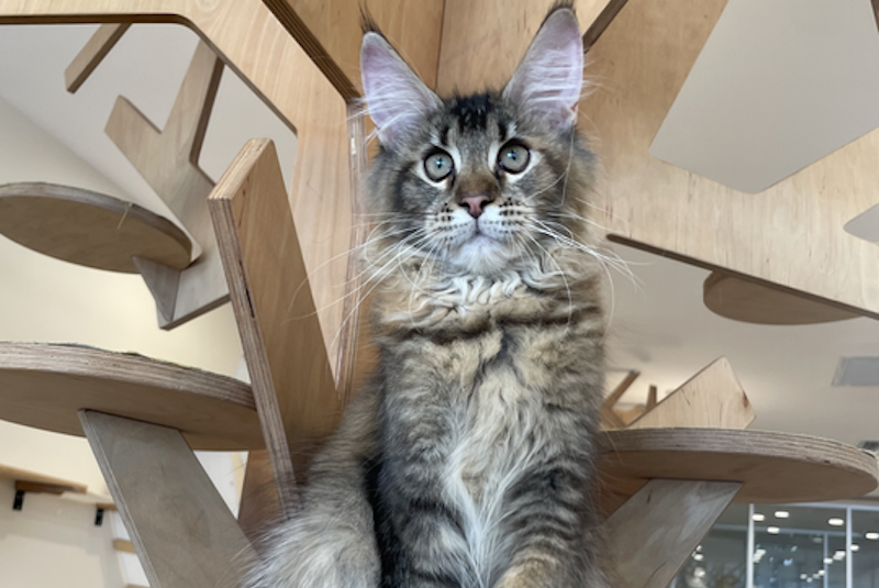 Diva Maine Coon female, tortie ticked tabby