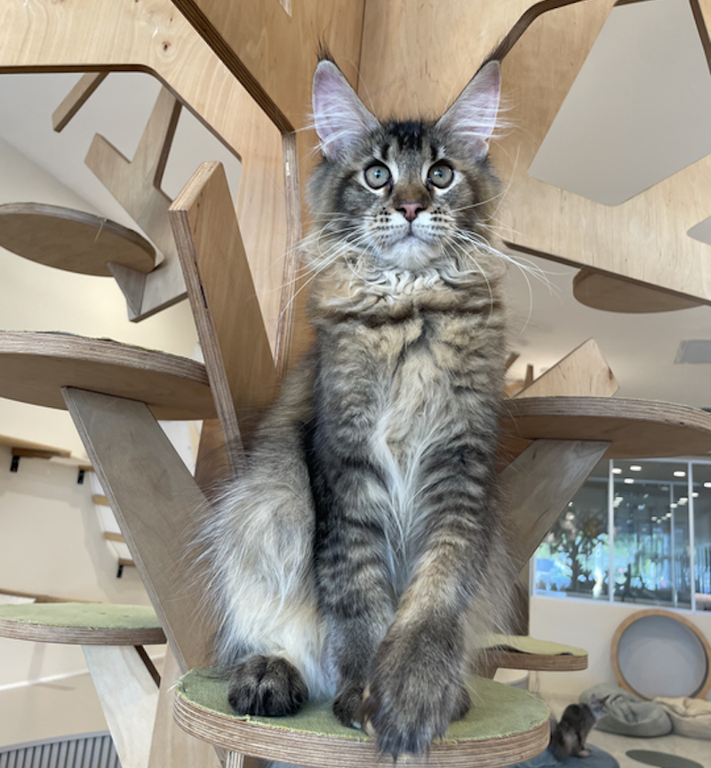 Diva Maine Coon female, tortie ticked tabby