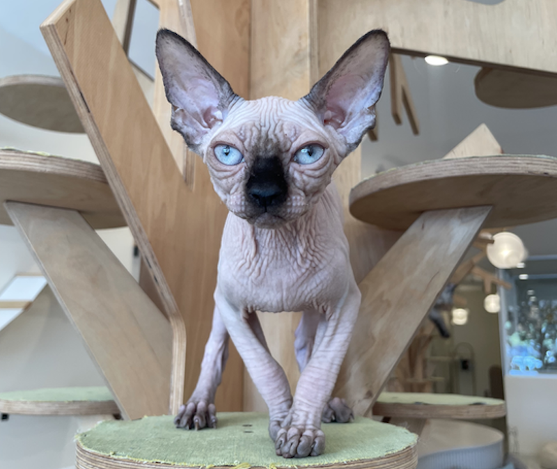 Cosmo Canadian Sphynx male, seal pointed