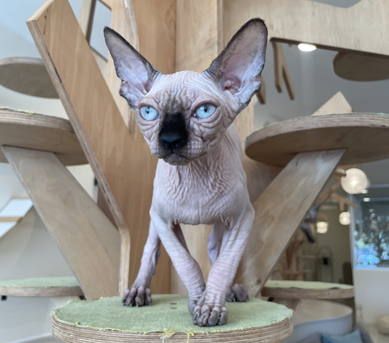 Cosmo Canadian Sphynx male, seal pointed