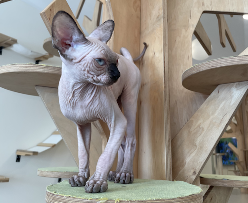Cosmo Canadian Sphynx male, seal pointed