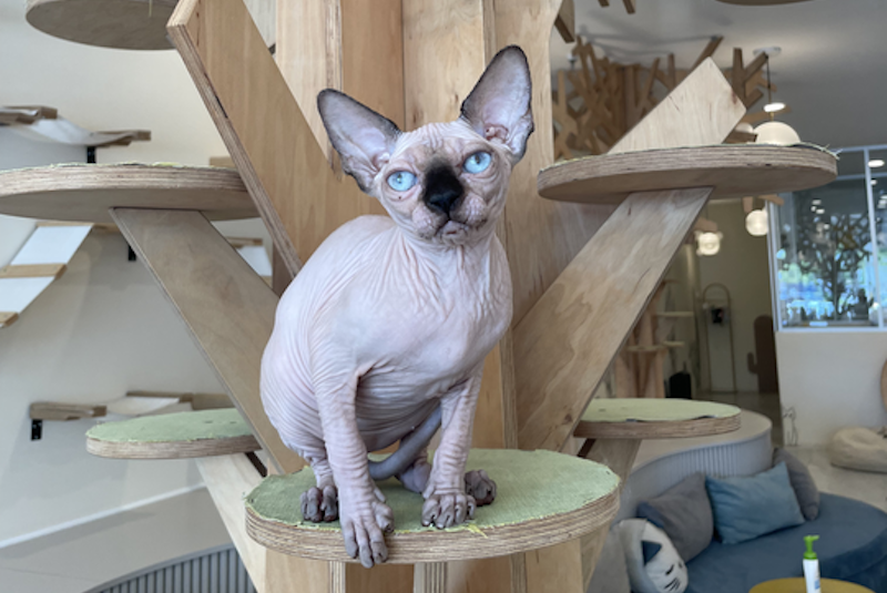 Nova Canadian Sphynx female, seal pointed
