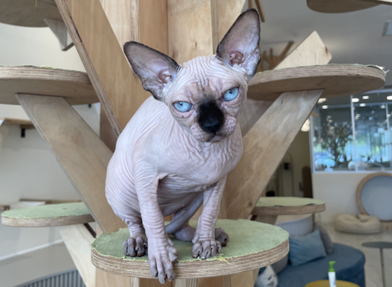 Nova Canadian Sphynx female, seal pointed
