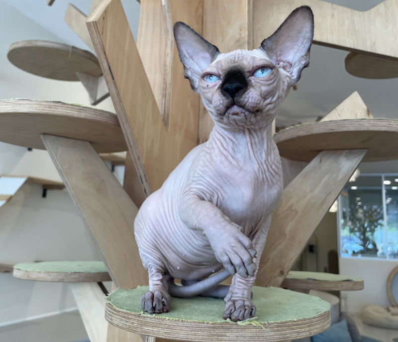 Nova Canadian Sphynx female, seal pointed