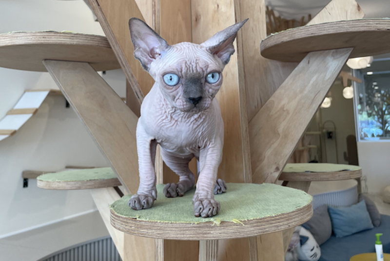 Luna Canadian Sphynx female, blue pointed