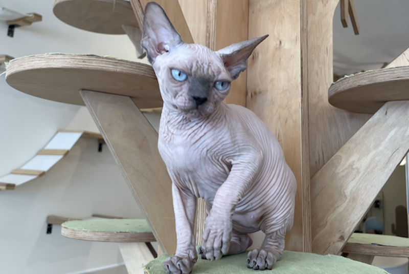 Luna Canadian Sphynx female, blue pointed