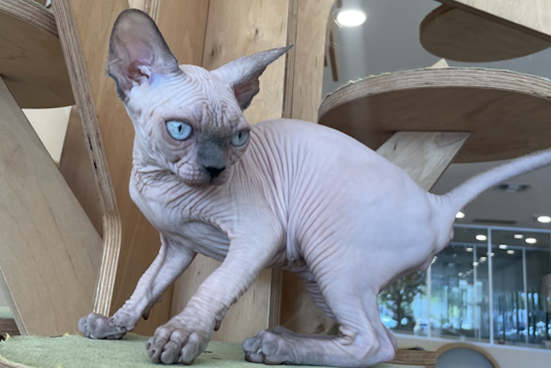 Luna Canadian Sphynx female, blue pointed