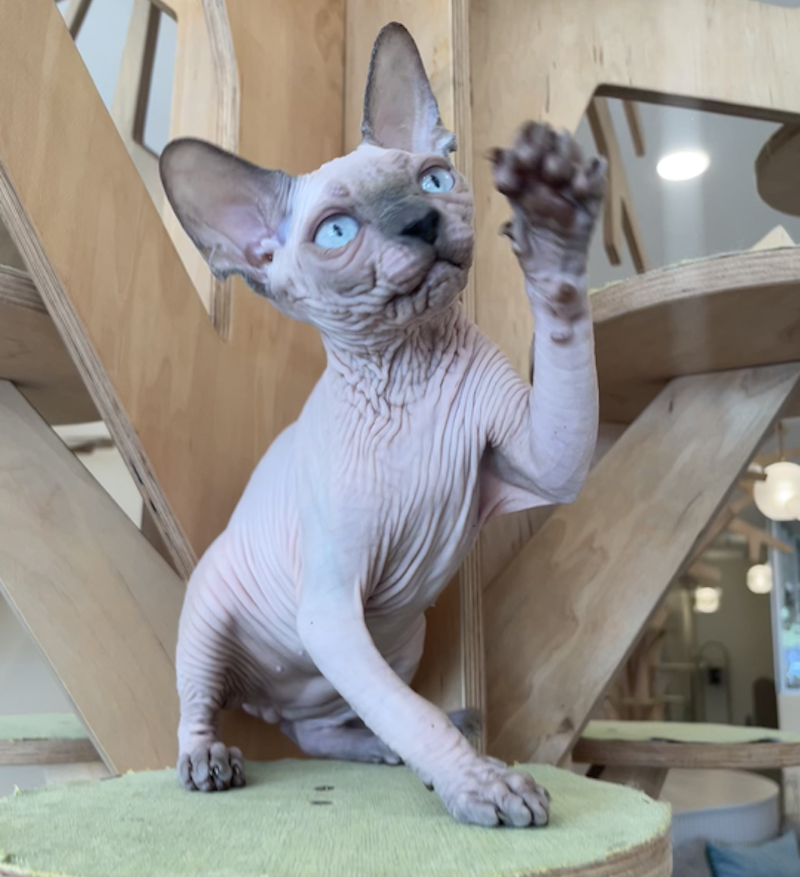 Luna Canadian Sphynx female, blue pointed