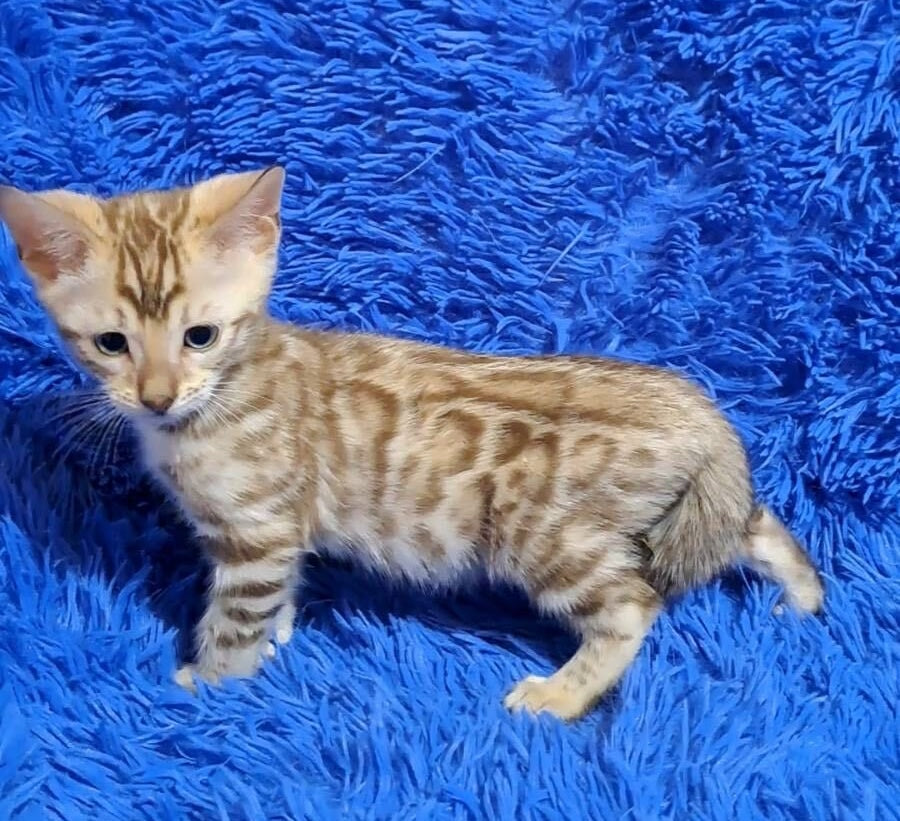Kevin Bengal male, seal lynx pointed