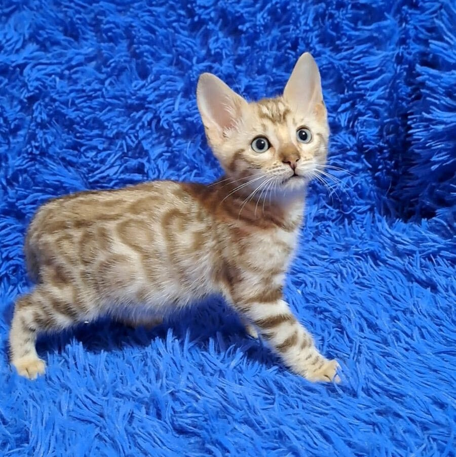 Kevin Bengal male, seal lynx pointed