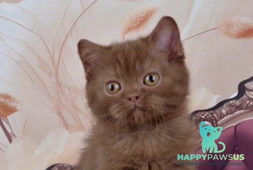 Imir British Shorthair male cinnamon - live animals