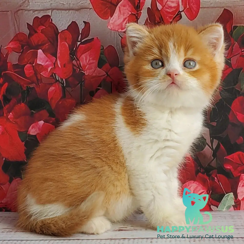 Imperial British Shorthair male red bicolour - live animals