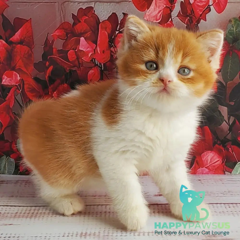 Imperial British Shorthair male red bicolour - live animals