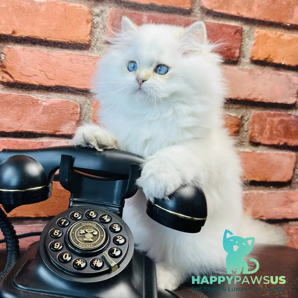 Imperial Leo British Longhair male blue golden chinchilla - live animals