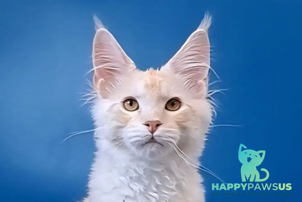 Imperial Maine Coon male red silver tabby live animals