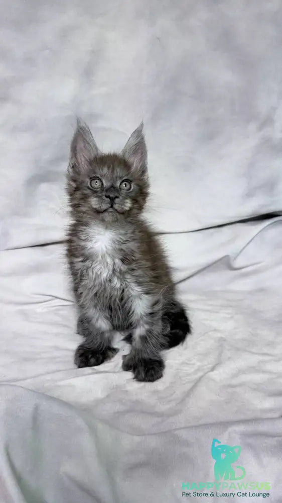 Ice Maine Coon polydactyl male black silver with white - live animals
