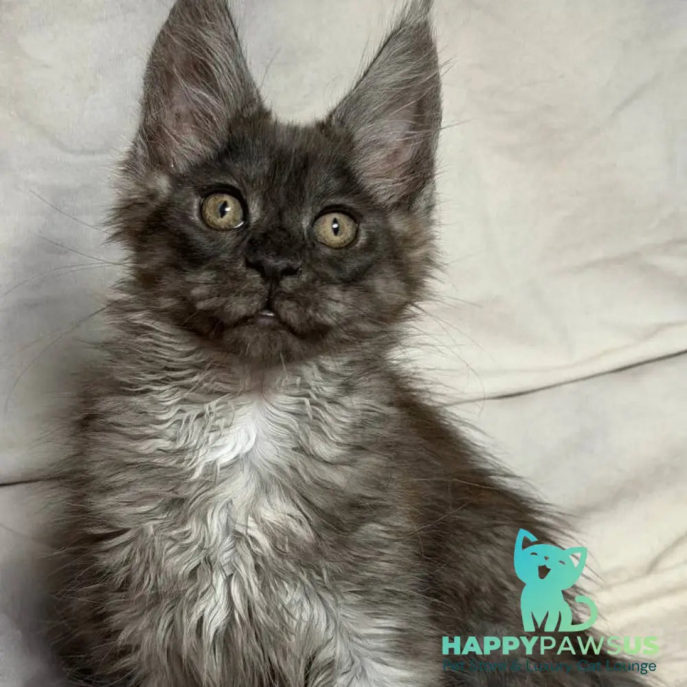Ice Maine Coon polydactyl male black silver with white - live animals