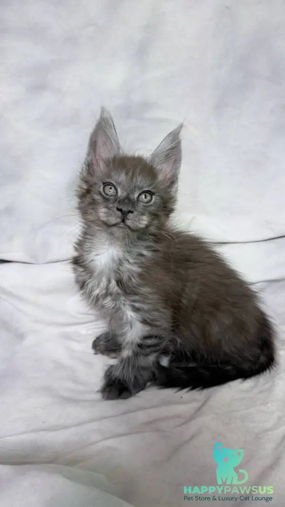 Ice Maine Coon polydactyl male black silver with white - live animals