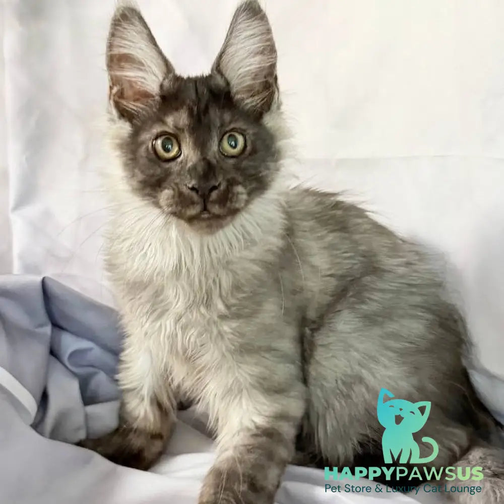 Imperius Maine Coon polydactyl 5x5x6x6 male black silver with white - live animals