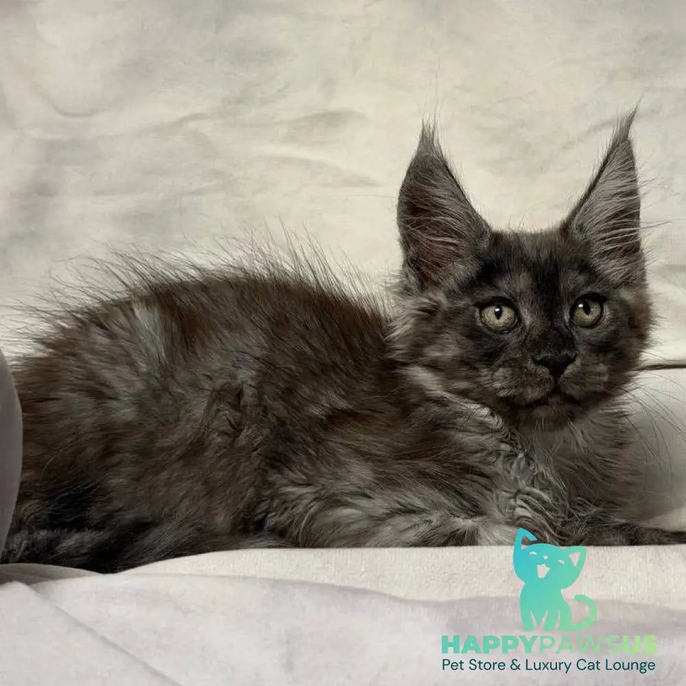 Ice Maine Coon polydactyl male black silver with white - live animals