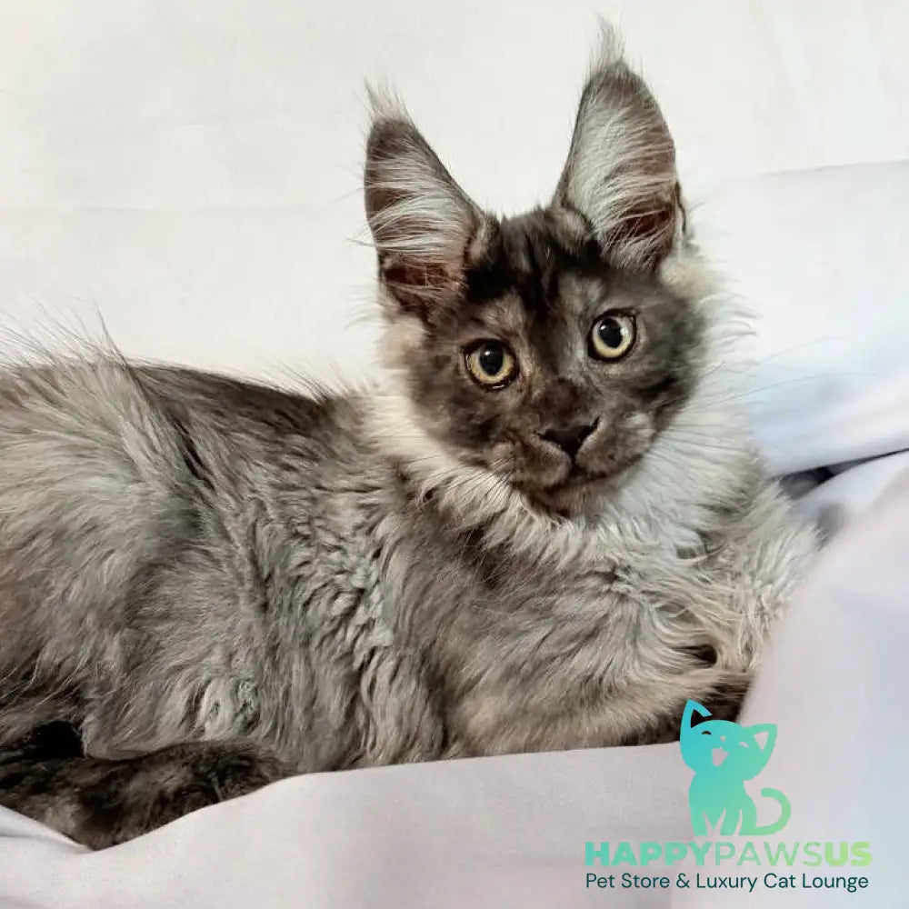 Imperius Maine Coon polydactyl 5x5x6x6 male black silver with white - live animals