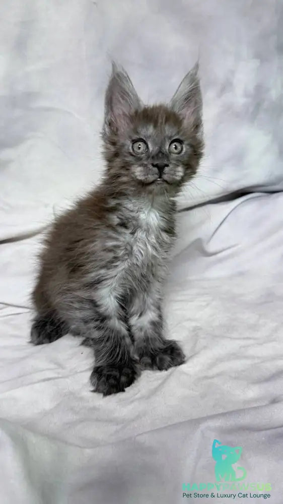 Ice Maine Coon polydactyl male black silver with white - live animals