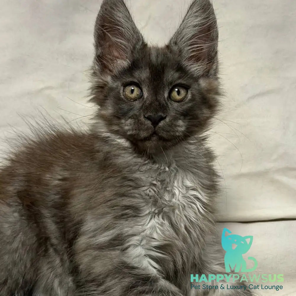 Ice Maine Coon polydactyl male black silver with white - live animals