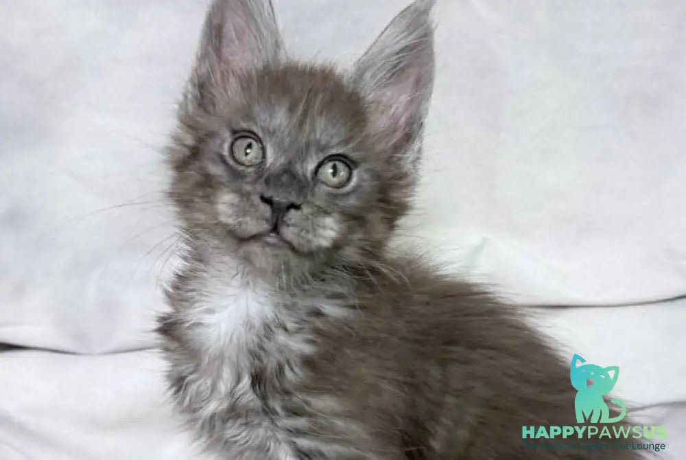Ice Maine Coon polydactyl male black silver with white - live animals