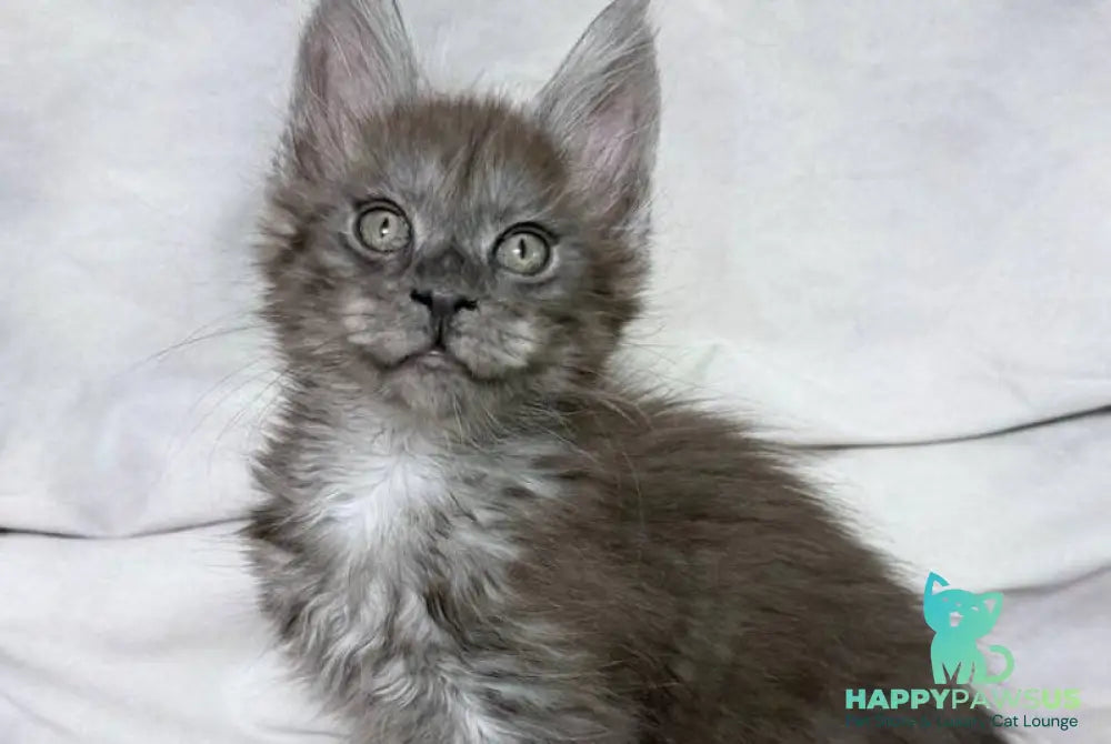 Ice Maine Coon polydactyl male black silver with white - live animals