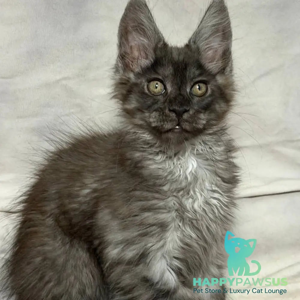 Ice Maine Coon polydactyl male black silver with white - live animals