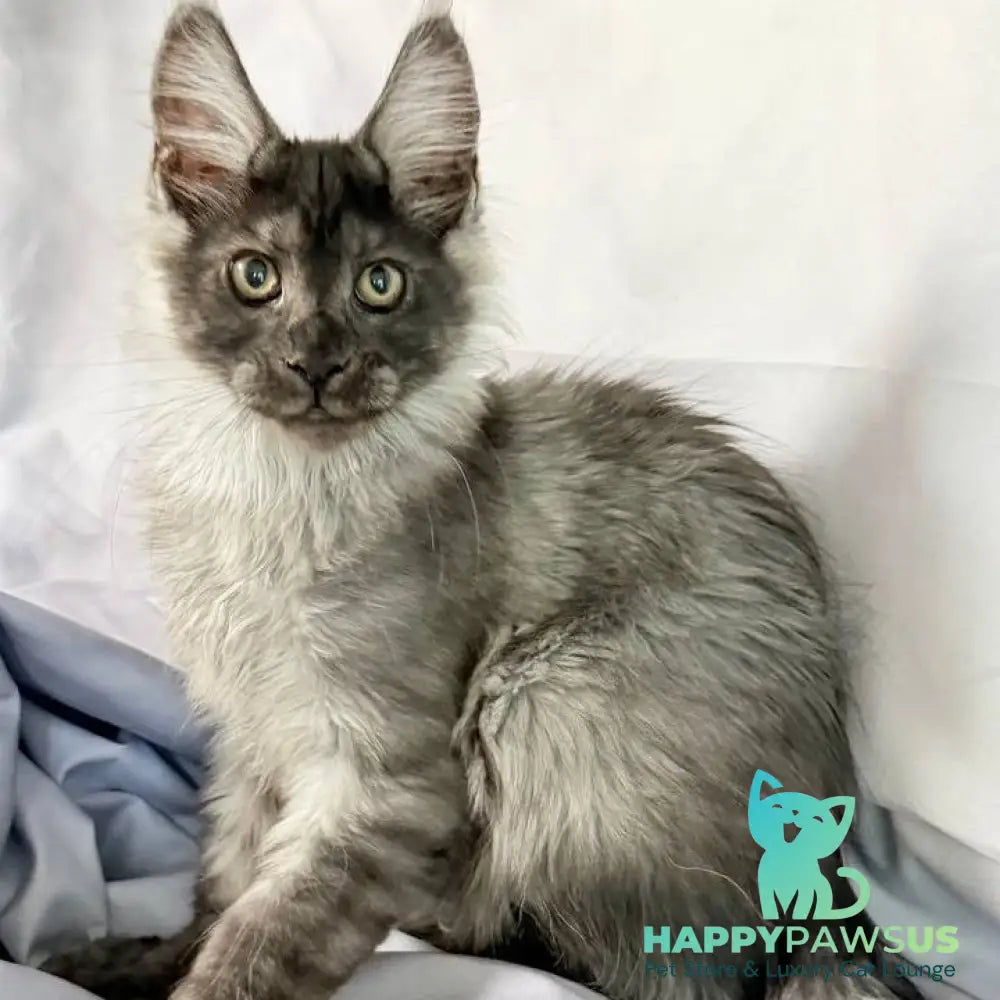Imperius Maine Coon polydactyl 5x5x6x6 male black silver with white - live animals