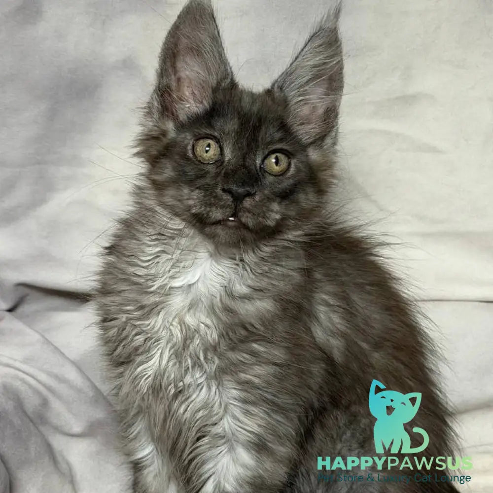 Ice Maine Coon polydactyl male black silver with white - live animals